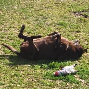 Meet your Posher, Cheryl